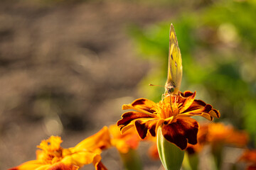 butterfly cabbage. The Latin name is Pieris brassicae. Typical representative of European fauna. A...