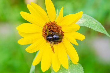ひまわりの花粉を集めるクマバチ