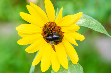 ひまわりの花粉を集めるクマバチ