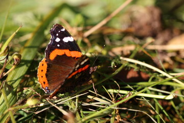 butterfly