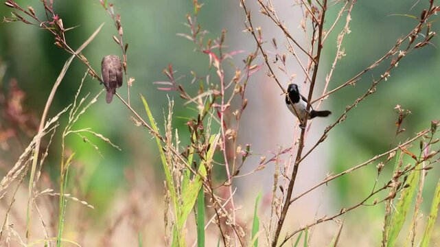the rice field sparrow was perched on a branch
