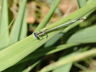 Damselfly