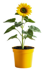 Obraz premium PNG Bright yellow sunflower growing in a pot indoors