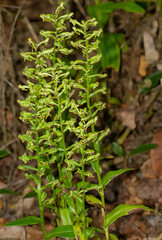 Close-up of several plants of the Toothpetal false Reinorchid, Habenaria floribunda, growing in its natural habitat in Florida. in the forest wetland. Shows green flowers and leaves.