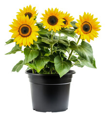 Obraz premium PNG Bright sunflowers thriving in a black pot indoors