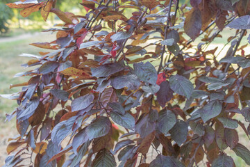 In the garden, there is a shrub with dark purple leaves and red fruits hanging from its branches