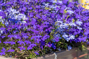 Lobelia flower. Blue buds in a garden bed in summer. Floral purple petal plant