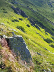 A large, moss-covered rock sits alone amid a vibrant expanse of green bushes and grasses on a...