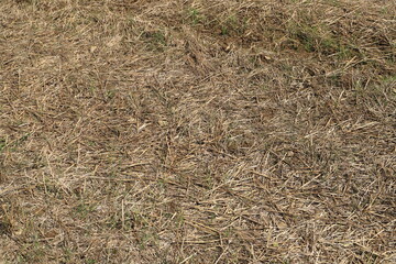 a harvested grain and stubble field