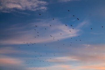 Flock of birds flying in the sky at sunset 