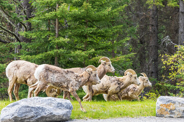 Big Horn Sheeps