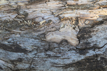 Macro photography of an old tree trunk, detailed wood grain texture, extreme close-up