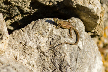 lizard on a rock