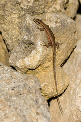 lizard on a rock