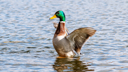 duck in the water