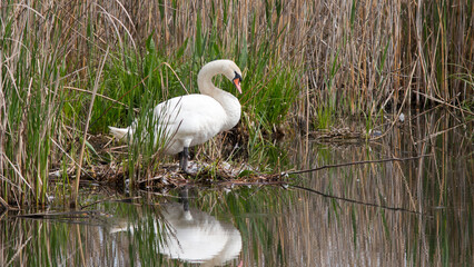 white pelican