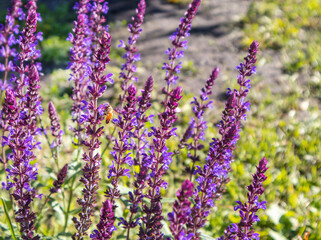 Obraz premium Floral background of lavender blooming in a field, on a sunny summer day, outdoors. Calm bright and relaxing natural landscapes