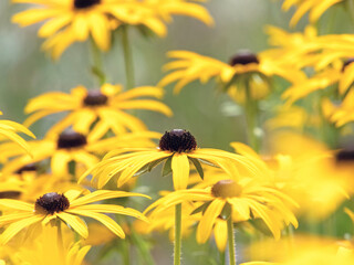 Rudbeckia hirta or black-eyed Susan bright yellow flowers