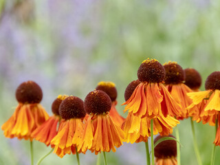 Helenium hybrid daisy-like orange flowers with globe-like center closeup