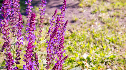 Floral background of lavender blooming in a field, on a sunny summer day, outdoors. Calm bright and relaxing natural landscapes