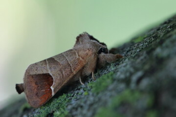moth