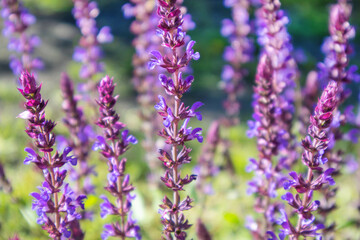 Floral background of lavender blooming in a field, on a sunny summer day, outdoors. Calm bright and relaxing natural landscapes