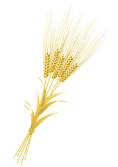Bundle of barley with golden ears