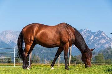 Pferd vor Alpenpanorama