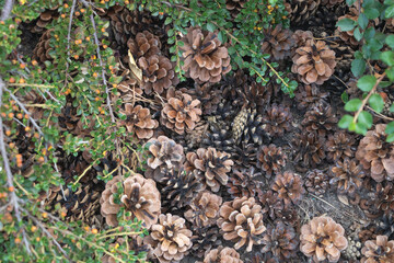 A patch of pine cones on the ground, some scattered around and one nestled between bushes, a bird's-eye view