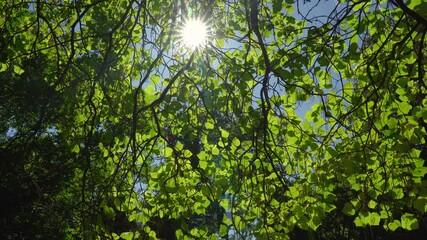 Nature's Stained Glass: Sunlit Leaves in the Forest - Powered by Adobe