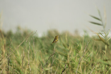 European greenfinch (Chloris chloris) on a small twig in natural habitat. Sunny day.