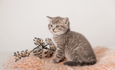 An adorable gray kitten sitting on a soft pink blanket, perfect for pet-related content, greeting cards, or cozy-themed designs.