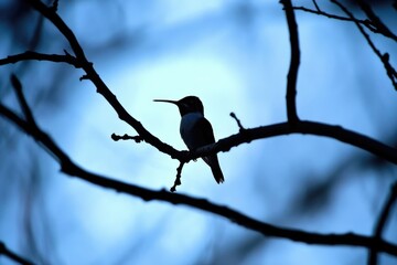 Obraz premium Hummer Silhouette. Hummingbird Resting on Tree Branch in Winter Cold