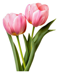 Fototapeta premium PNG Pink tulips bloom in spring garden