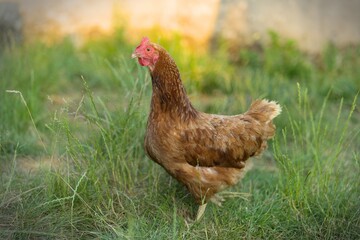 Poule rousse en plein air