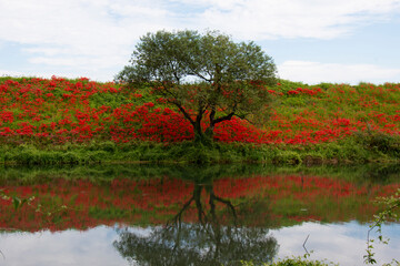池に写る彼岸花