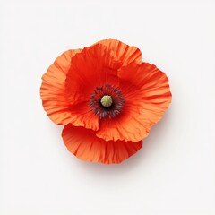 A 3D single icon of a vibrant red poppy flower with delicate crinkled petals designed in a minimalistic style. The icon is set against a white background focusing on the flowers bold color