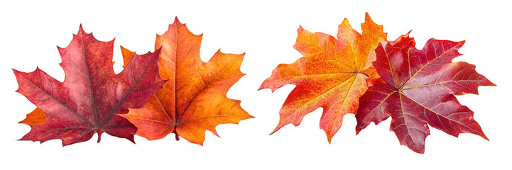 Fototapeta premium PNG Vibrant autumn leaves showcasing shades of red and orange