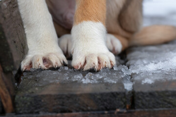 Dog's paws in the snow.The effect of snow on the skin of the dog's paws.Protection and care in the winter season.