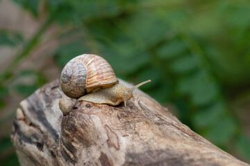 Grape snail in its natural habitat.