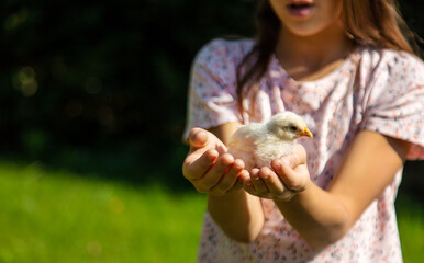 a girl holds a chicken in her hands on a farm studying agriculture in the countryside.