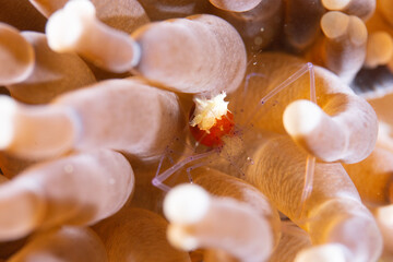 PG Island, Oriental Mindoro Province, Philippines - Close-up of marine life