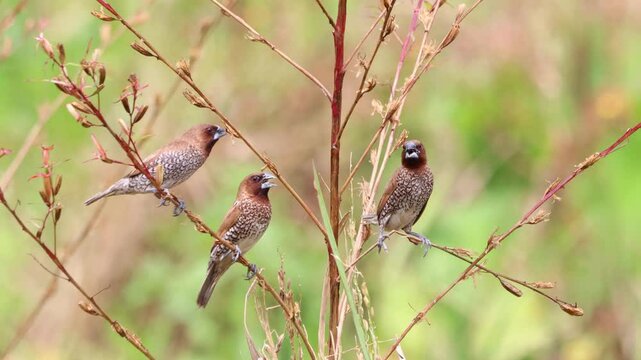 the rice field sparrow was perched on a branch