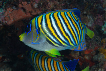 PG Island, Oriental Mindoro Province, Philippines - Close-up of marine life