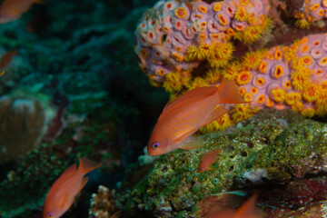 PG Island, Oriental Mindoro Province, Philippines - Close-up of marine life