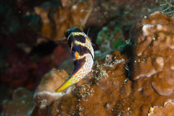 PG Island, Oriental Mindoro Province, Philippines - Close-up of marine life