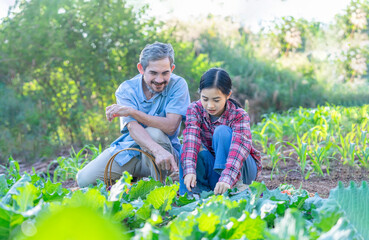 grandfather and granddaughter harvesting vegetables together in the organic garden,senior grandpa teaches teen niece cut and picking vegetable,concept of organic food,vegetables,homegrown