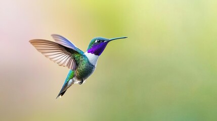 Obraz premium A hummingbird in flight with a blurred yellow background.