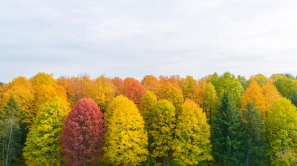 Fototapeta premium Aerial view of colorful autumn forest with white background.