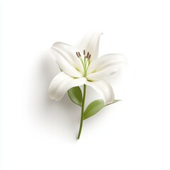 A 3D single icon of a white lily with elegant curved petals symbolizing purity and simplicity. The icon is rendered in a minimalistic style against a white background